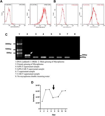 Regeneration of T cells from human-induced pluripotent stem cells for CAR-T cell medicated immunotherapy